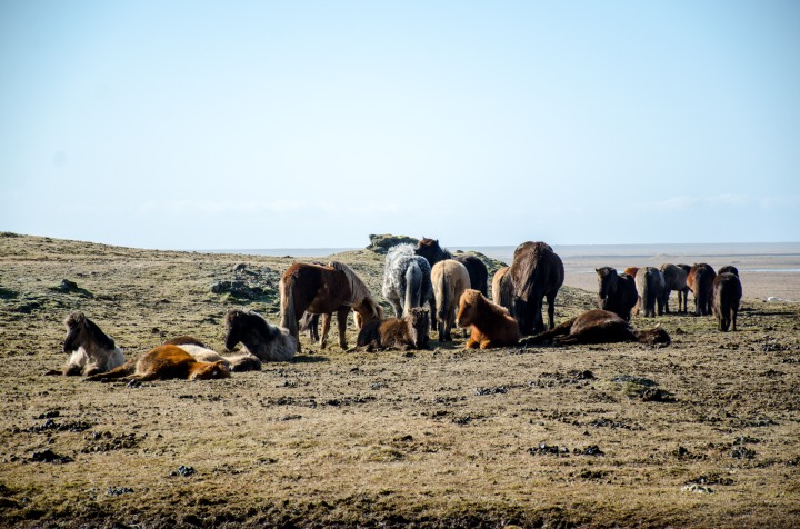 Icelandic horses near Stokksnes 